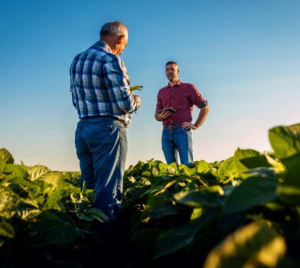 Two farmers talking in a field examining soy crop.